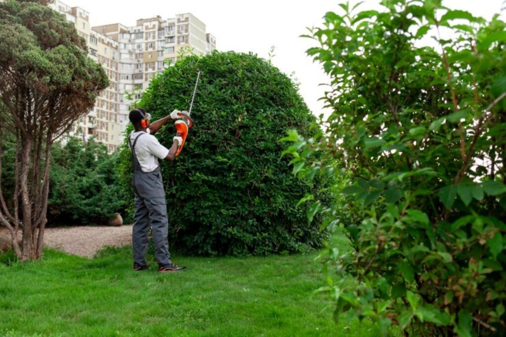 hedge maintenance