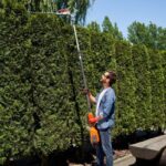 hedge maintenance