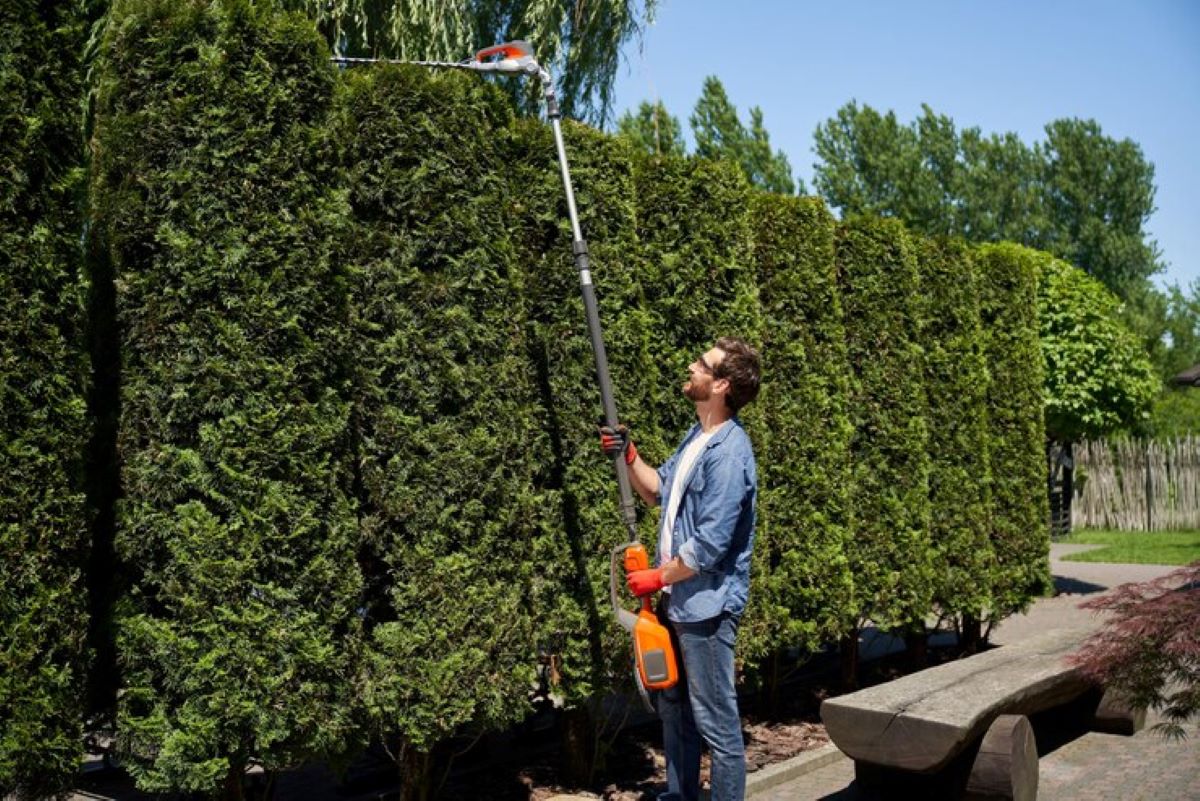 Hedge Maintenance Tips from Experienced Trimmers