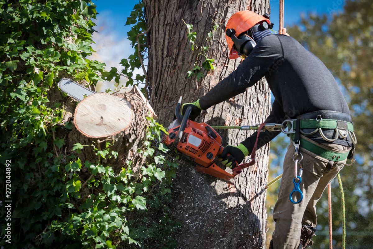 How a Professional Tree Removal Service Prevents Long-Term Property Damage
