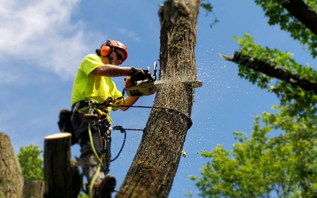 tree loppers near me