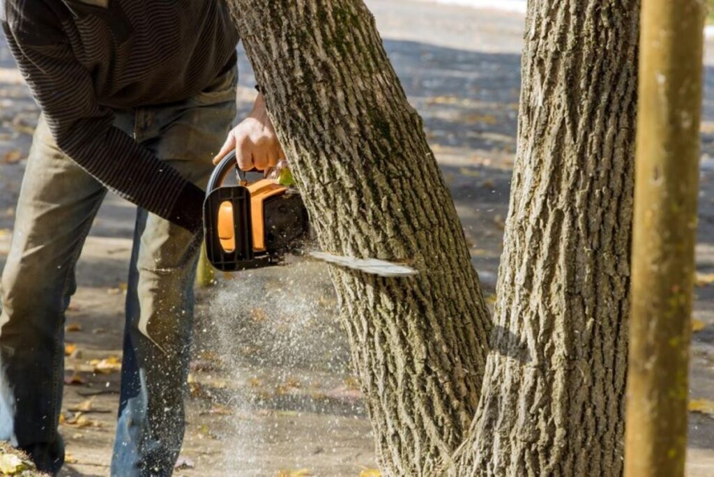 tree loppers near me