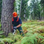 tree cutting