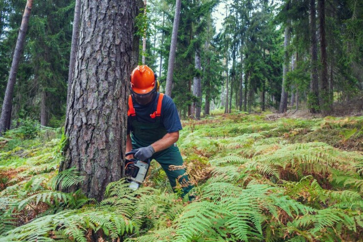 The Best Time of Year for Complete Tree and Stump Removal Services