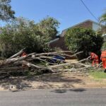 Storm Tree Removal