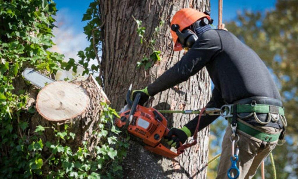 Storm Tree Removal