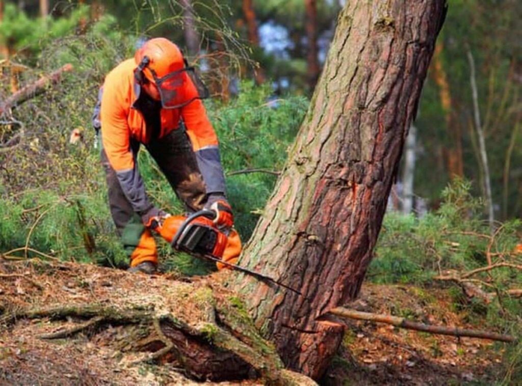 Storm Tree Removal